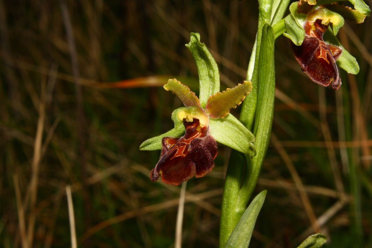 Ibrido Ophrys sphegodes ???